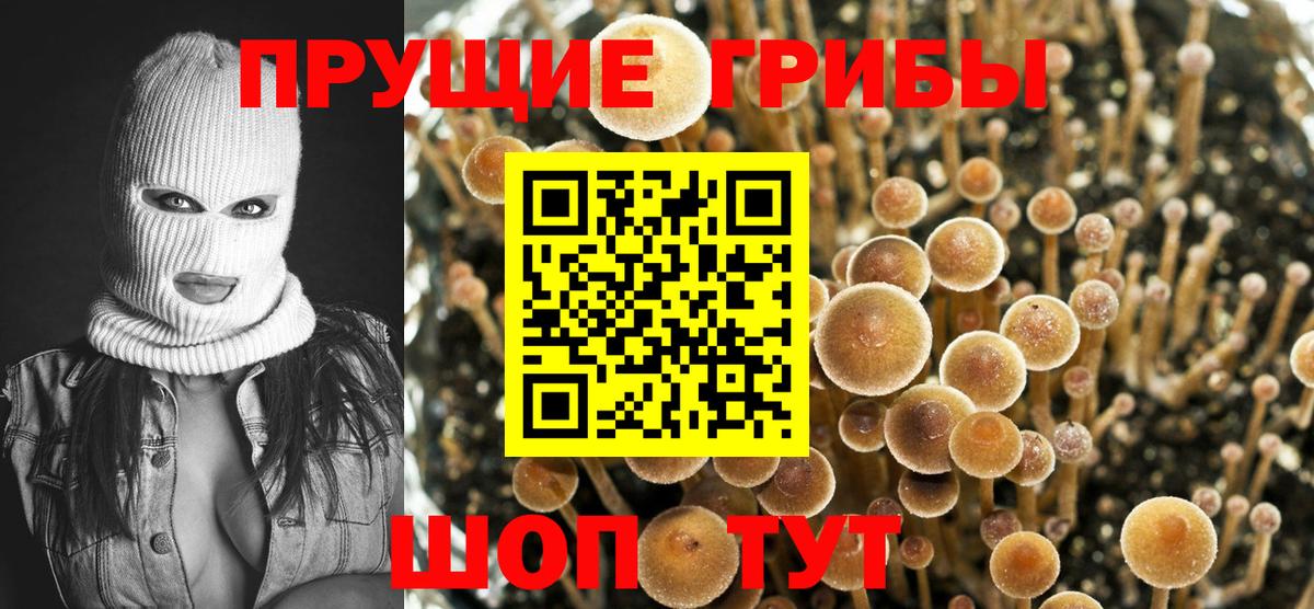 Галлюциногенные грибы GOLDEN TEACHER Сальск